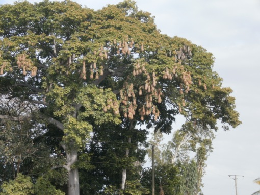 Oropenda nests