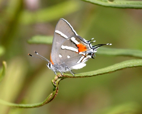 graybutterfly